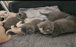 British Shorthair cats for sale: Pretty British shorthair  - Image 15