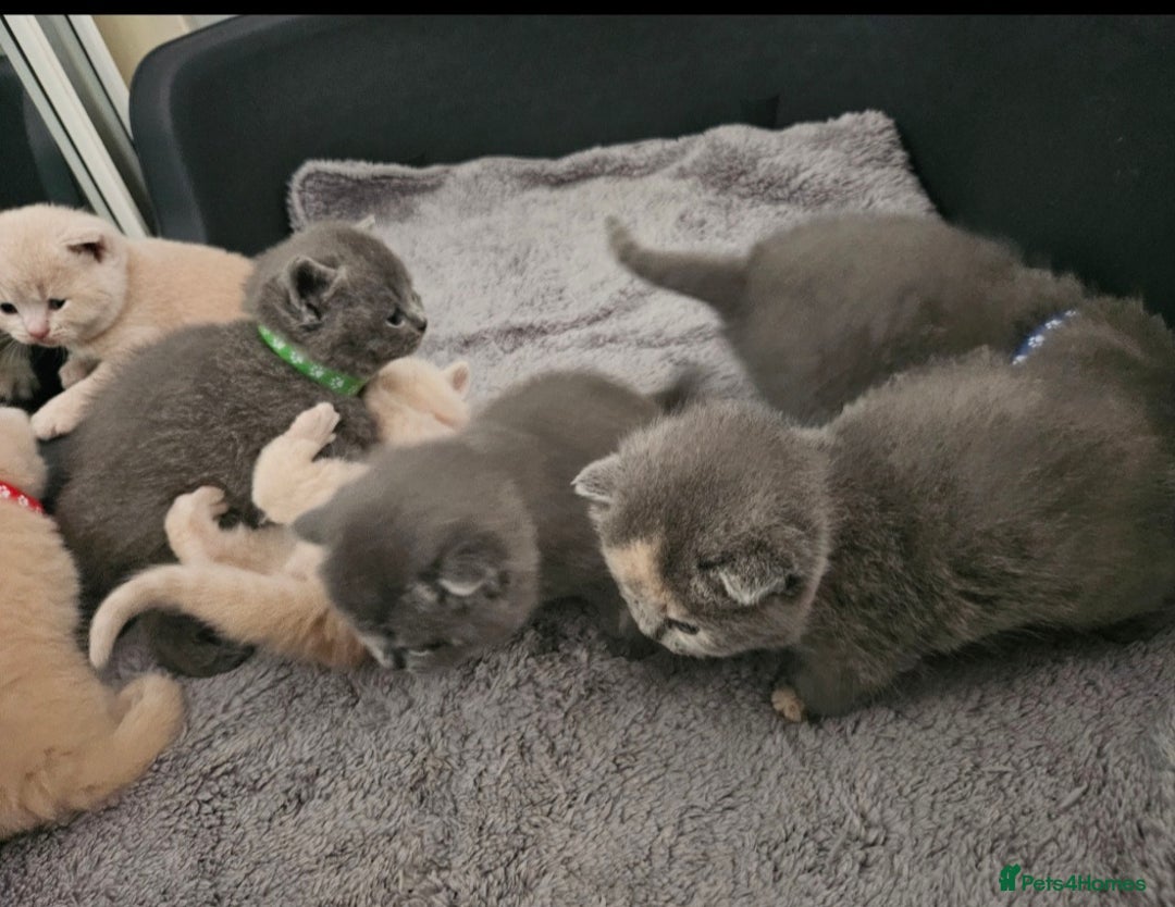 British Shorthair cats for sale: Pretty British shorthair  - Image 15