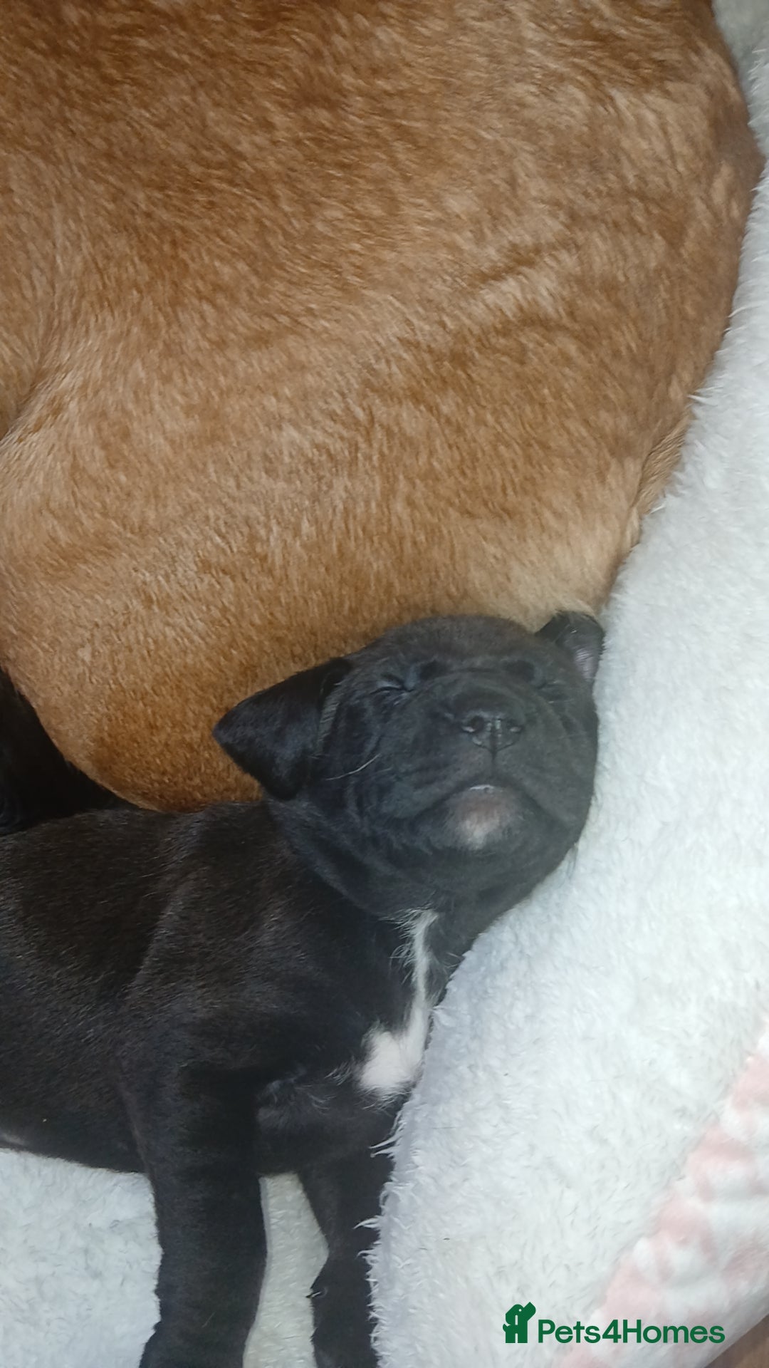 Mixed Breed dogs for sale: Lab cross - Image 3