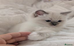 Ragdoll cats for sale: Gorgeous GCCF Registered Ragdoll Kittens Available - Image 3