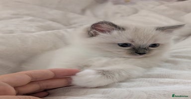 Ragdoll cats - Advert 9