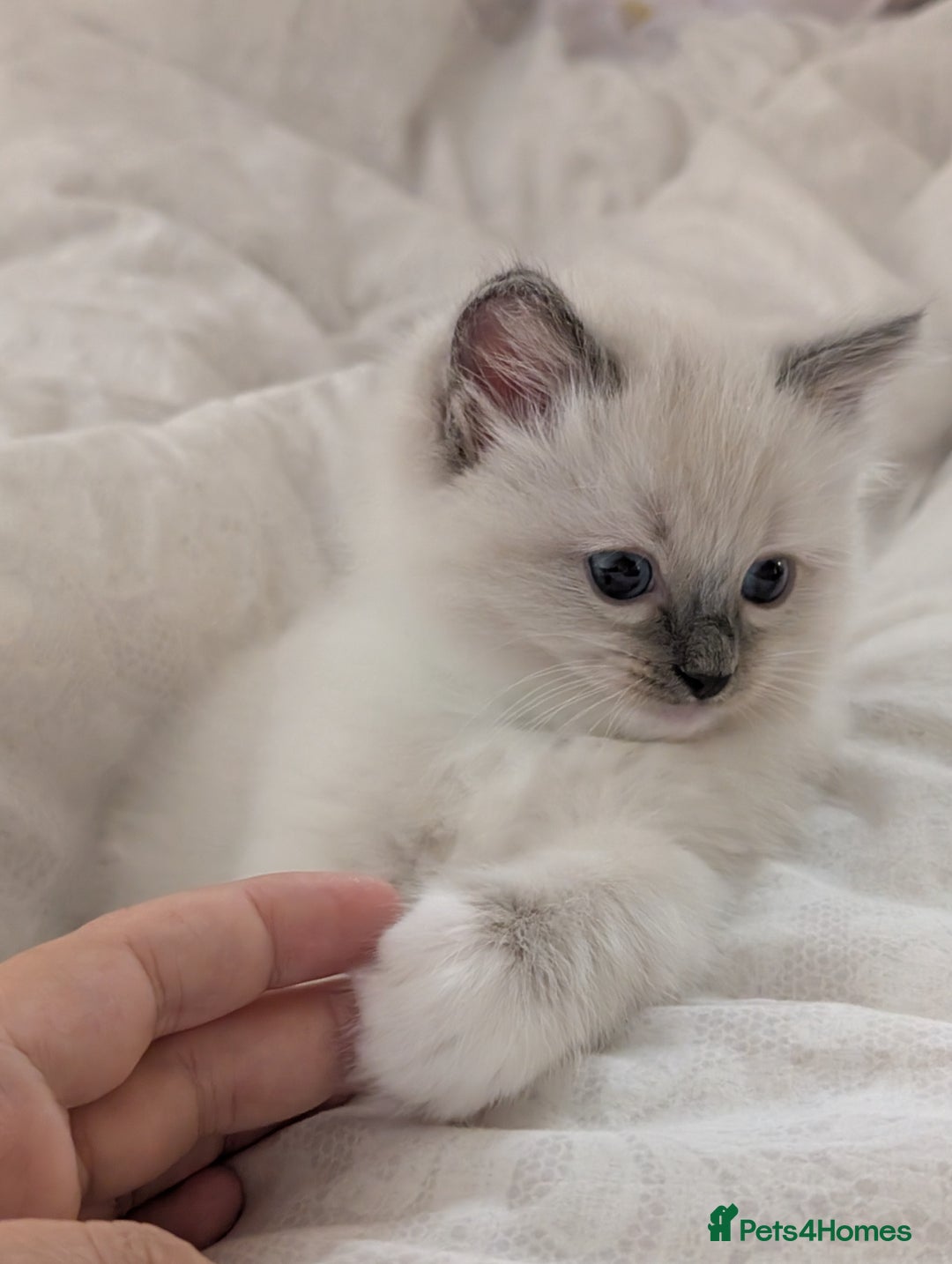 Ragdoll cats for sale: Gorgeous GCCF Registered Ragdoll Kittens Available - Image 3