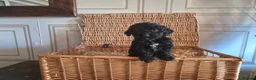 Saint Berdoodle dogs for sale: Miniature F1b Saint Bernadoodles  - Advert 10