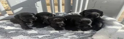 Cocker Spaniel dogs for sale: Cocker spaniel puppies - Advert 12