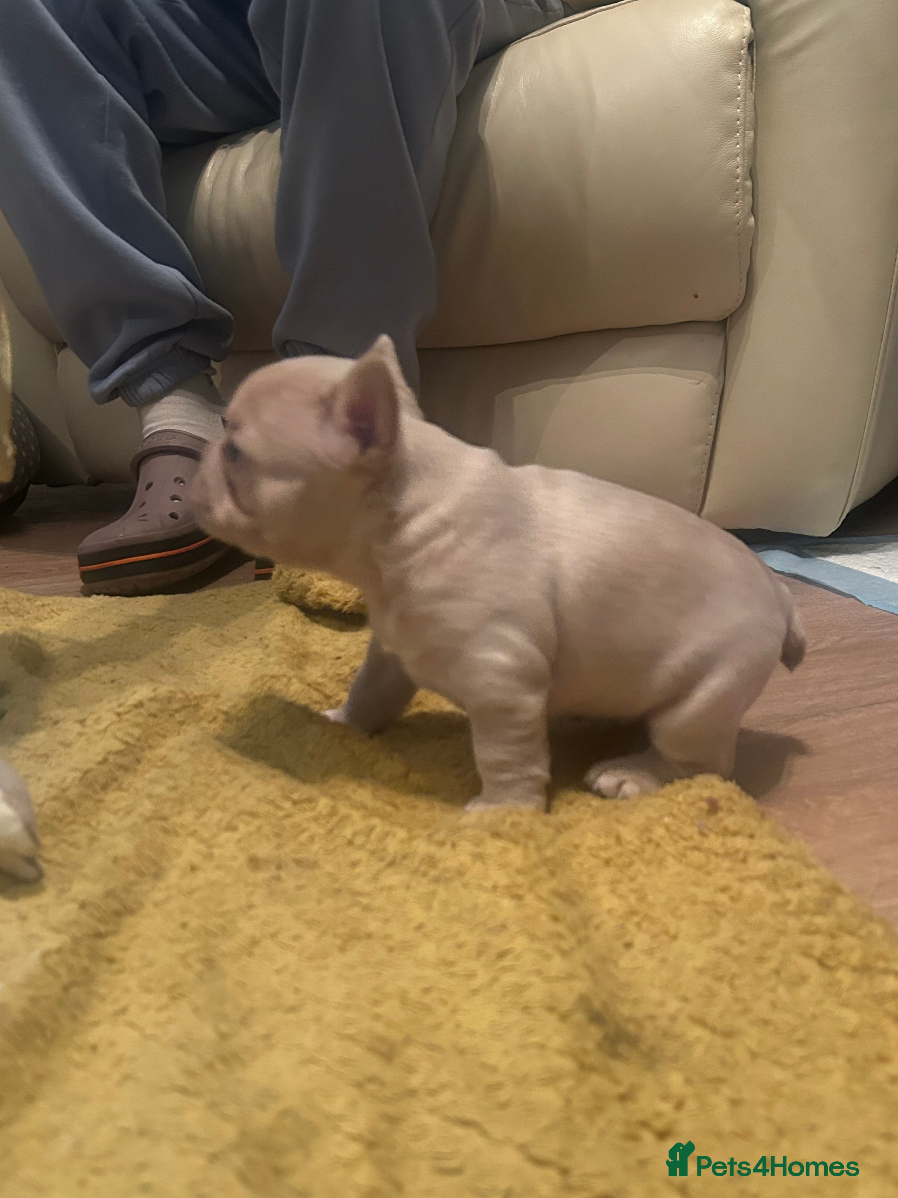 French Bulldog dogs fluffy french bulldogs - Advert 16