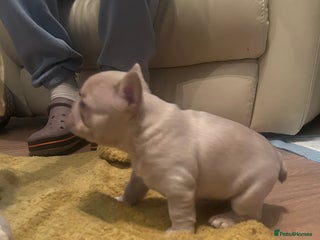 French Bulldog dogs fluffy french bulldogs - Advert 16