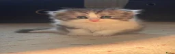 Mixed Breed cats for sale: Beautiful Scottish Fold Mix Kittens For Sale in Redditch - Advert 6