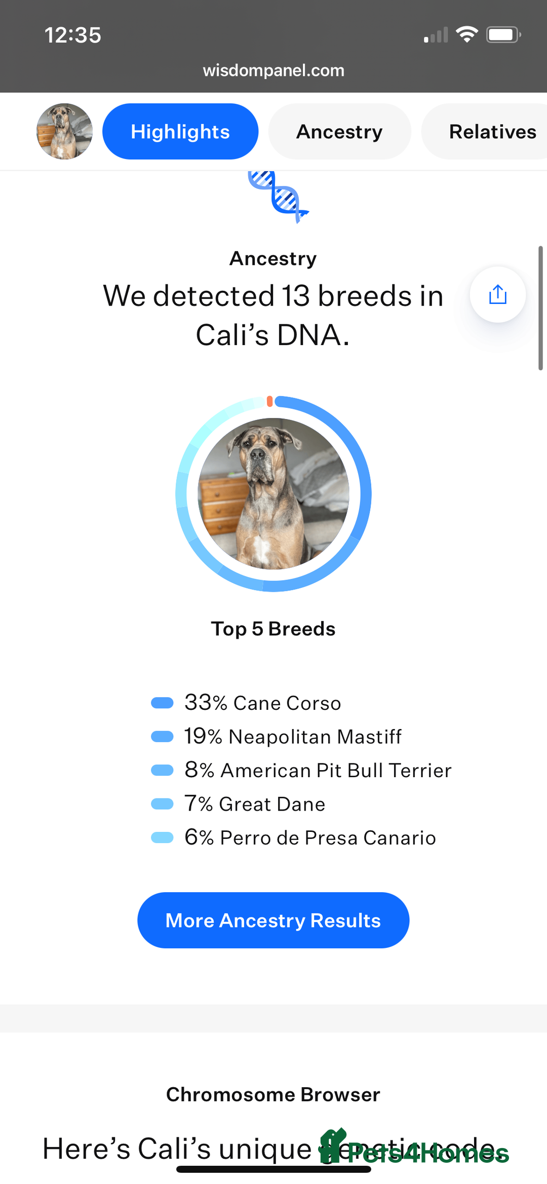 Mixed Breed dogs for sale: HUGE “TRI” MERLE CANE CORSO PUPPIES FOR SALE - Image 23