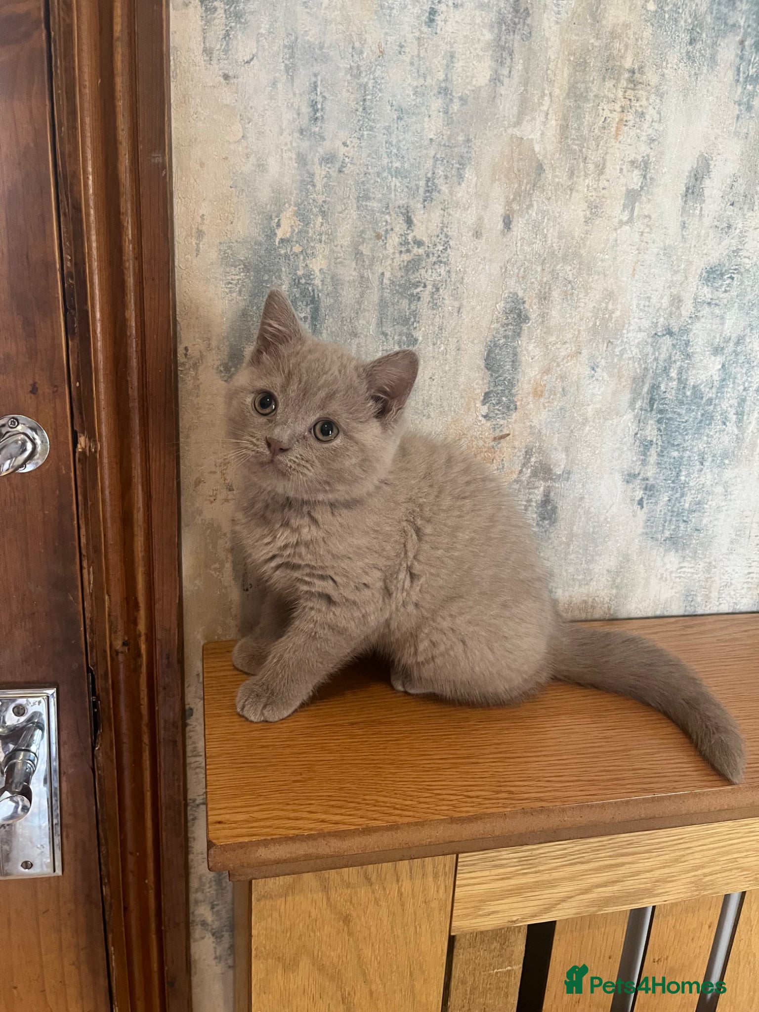 British Shorthair cats for sale: 2 lilac BSH Boys READY THIS WEEK - Advert 1
