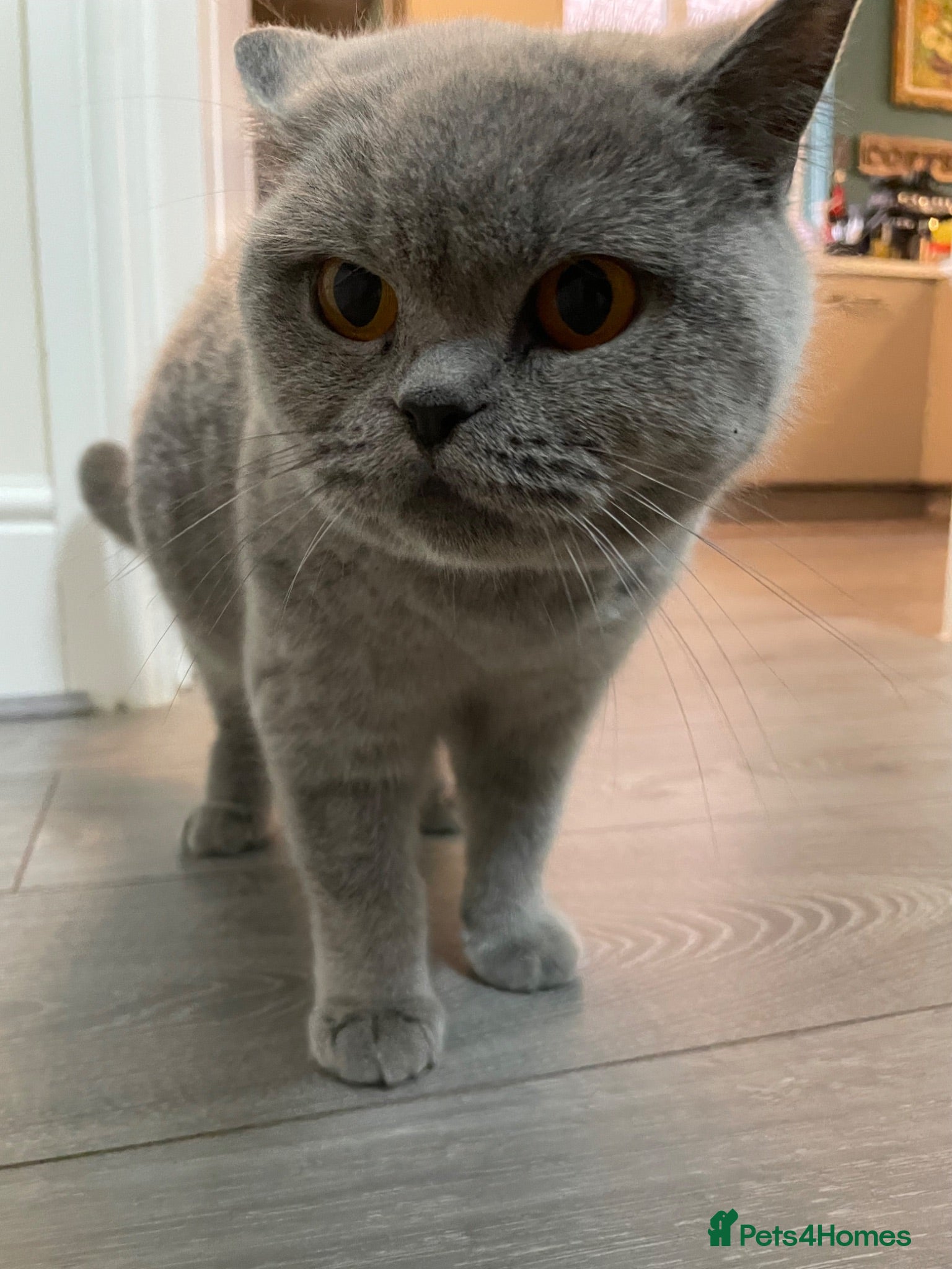 Scottish Fold cats Champion Line Scottish Fold X British short hair - Advert 17