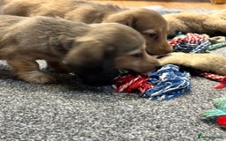 Miniature Dachshund dogs for sale: Gorgeous shaded cream pups - Image 6