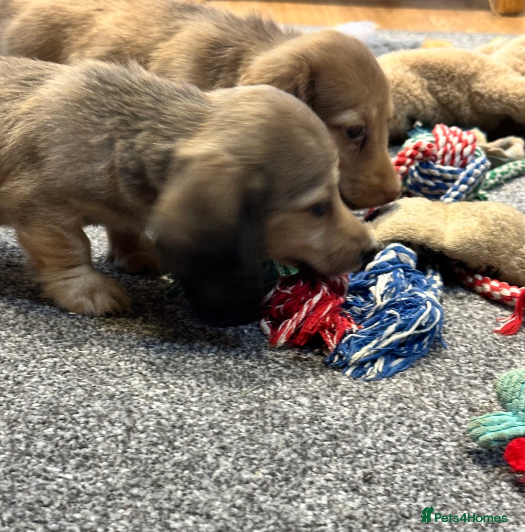 Miniature Dachshund dogs for sale: Gorgeous shaded cream pups - Image 6