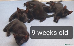 Mixed Breed cats for sale: 5 sweet and purr-fect chocolate brownie babies 🐾 - Image 4