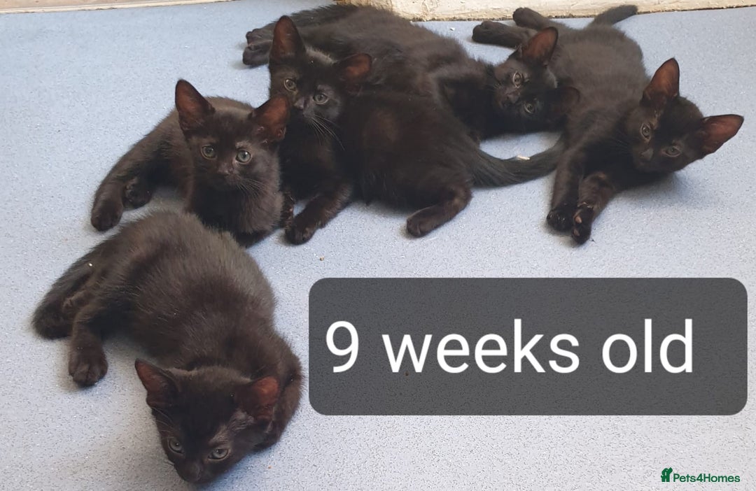 Mixed Breed cats for sale: 5 sweet and purr-fect chocolate brownie babies 🐾 - Image 4
