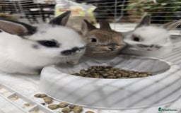 Netherland Dwarf rabbits for sale: Gorgeous Netherland Dwarf Rabbits 6 left 🐰 - Image 2