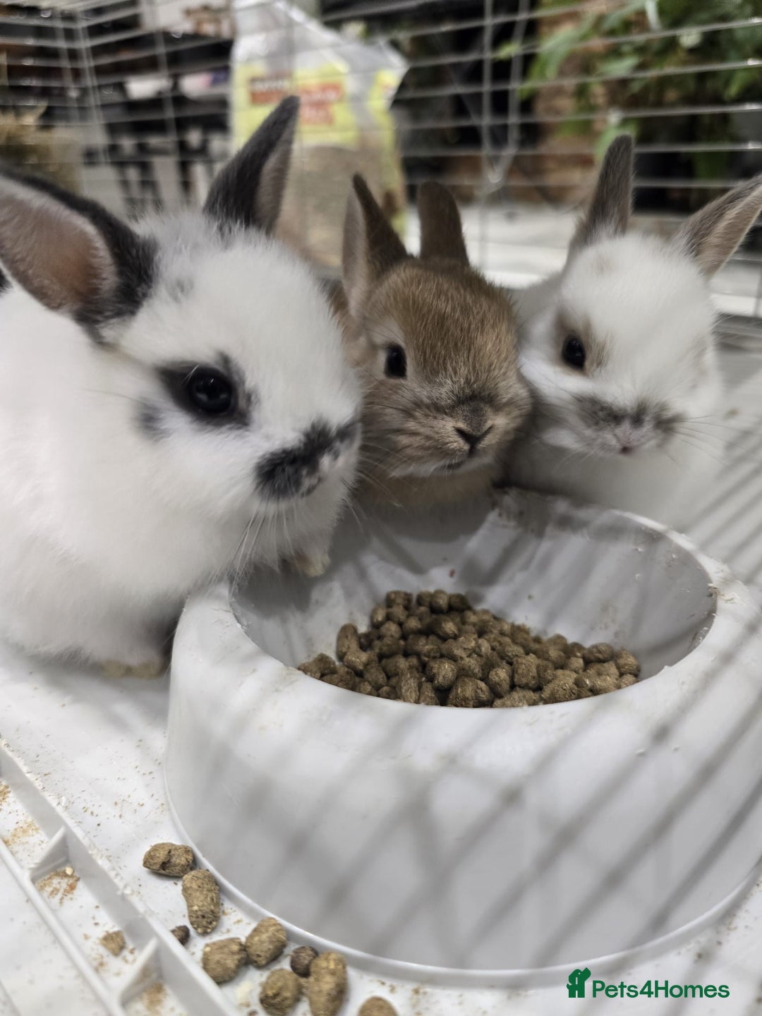 Netherland Dwarf rabbits for sale: Gorgeous Netherland Dwarf Rabbits 6 left 🐰 - Image 2