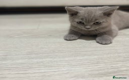 British Shorthair cats for sale: 👑ROYALBLESS STUNNING LILAC BRITISH SHORTHAIR  - Image 38