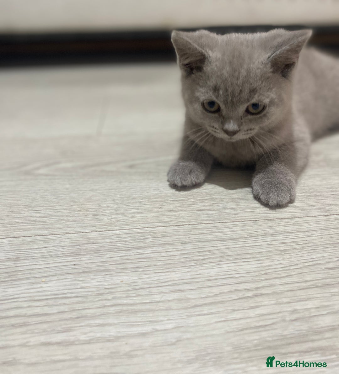 British Shorthair cats for sale: 👑ROYALBLESS STUNNING LILAC BRITISH SHORTHAIR  - Image 38