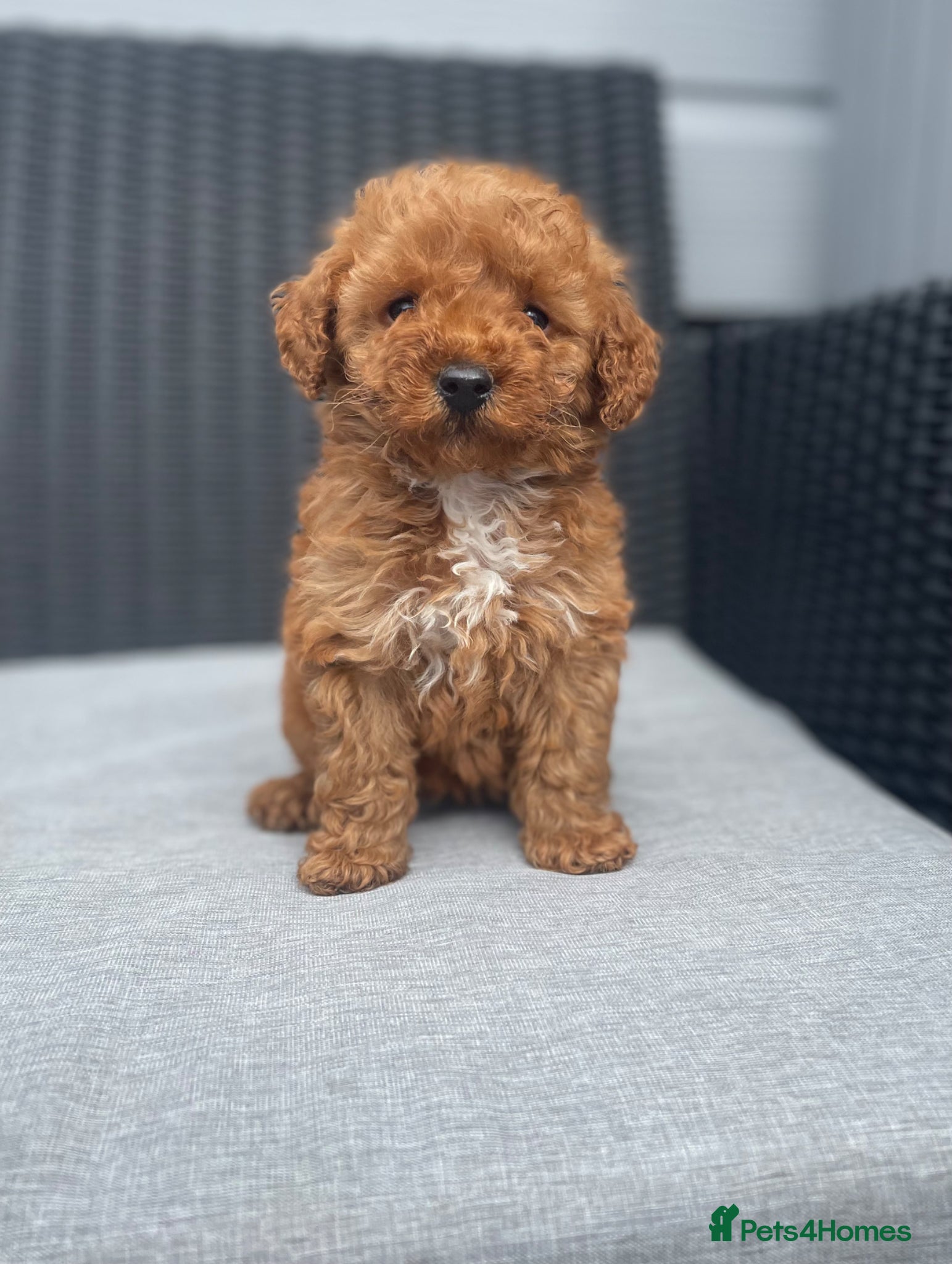 Cockapoo dogs beautiful Cockapoos ready Thursday 🥰❤️ - Advert 1