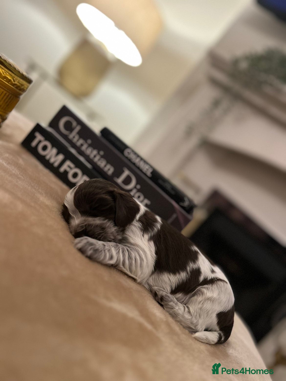 Cocker Spaniel dogs Show type cocker spaniels  - Advert 17