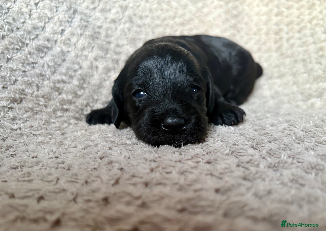 Cockapoo dogs for sale: ✨ Gorgeous Cockapoo Puppies ✨ - Image 12
