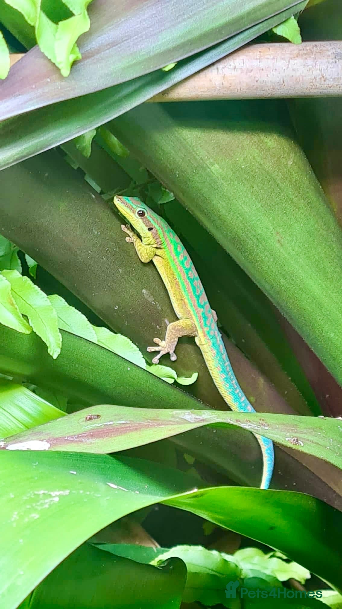Gecko reptiles Mauritian Blue Tailed Gecko Phelsuma cepediana - Advert 1