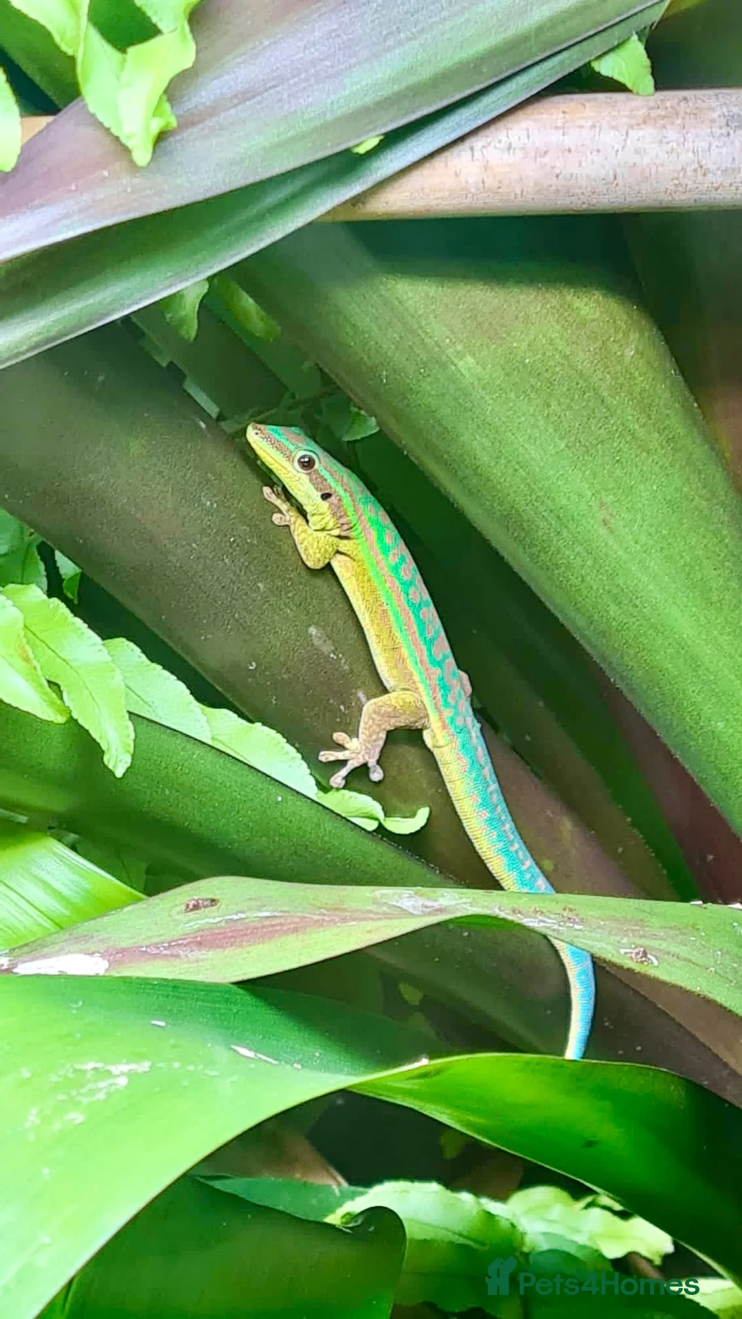 Gecko reptiles for sale: Mauritian Blue Tailed Gecko Phelsuma cepediana in Bracknell - Advert 1