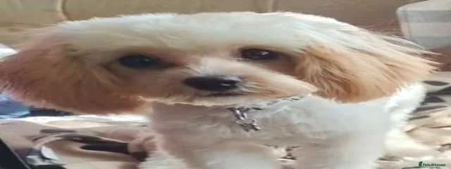 Trixie