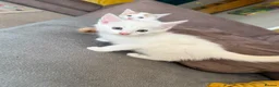 Turkish Angora cats for sale: Kittens - Advert 13