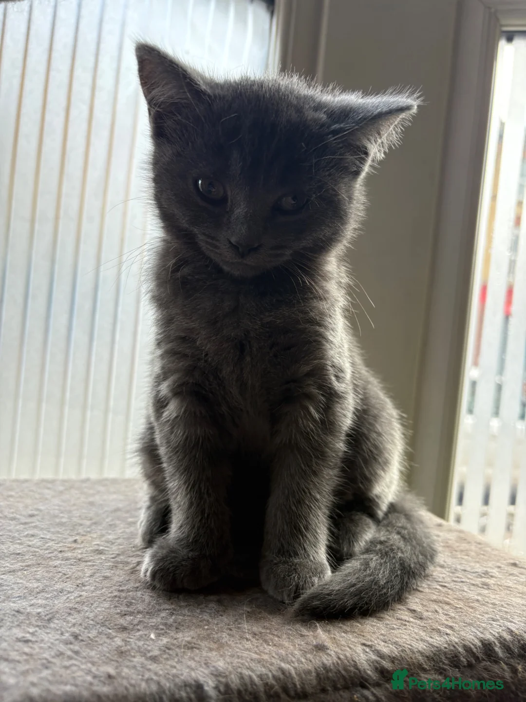 British Shorthair cats for sale: Female British short hair ready to go now 11weeks  - Advert 2