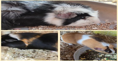 Guinea Pig rodents - Advert 5