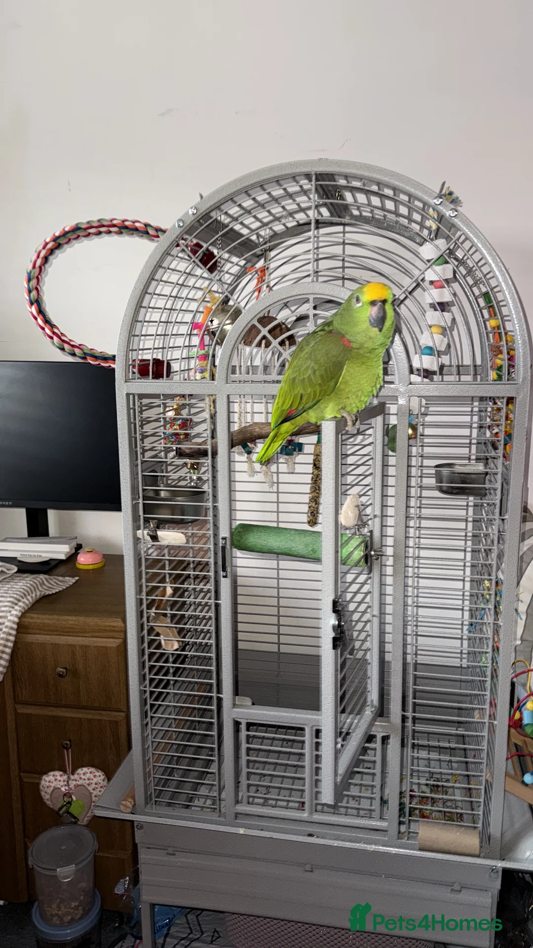 Parrots birds for sale: Yellow headed Amazon - Advert 3