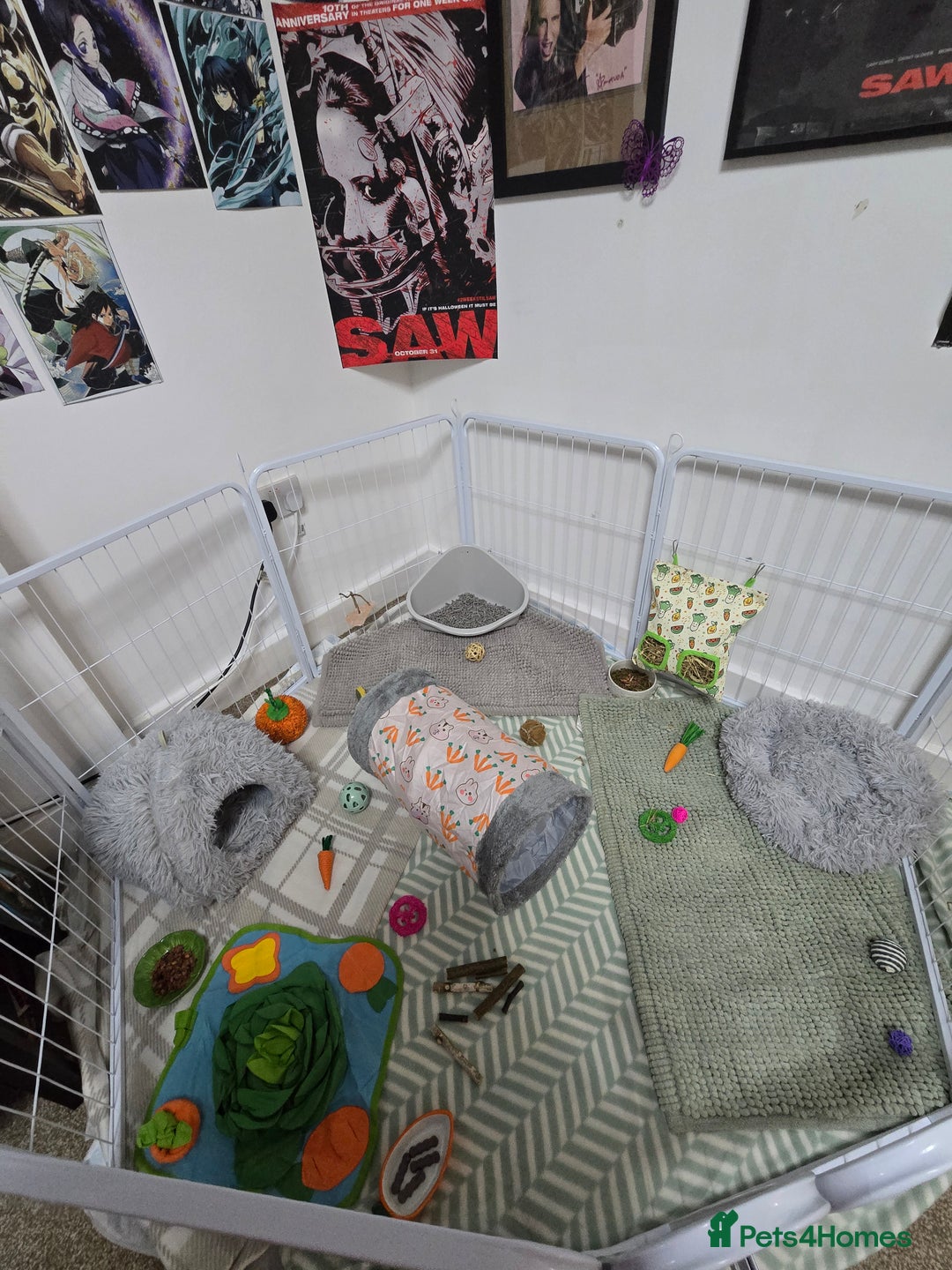 Lionhead rabbits for sale: 2 male lion heads must be sold together - Advert 9