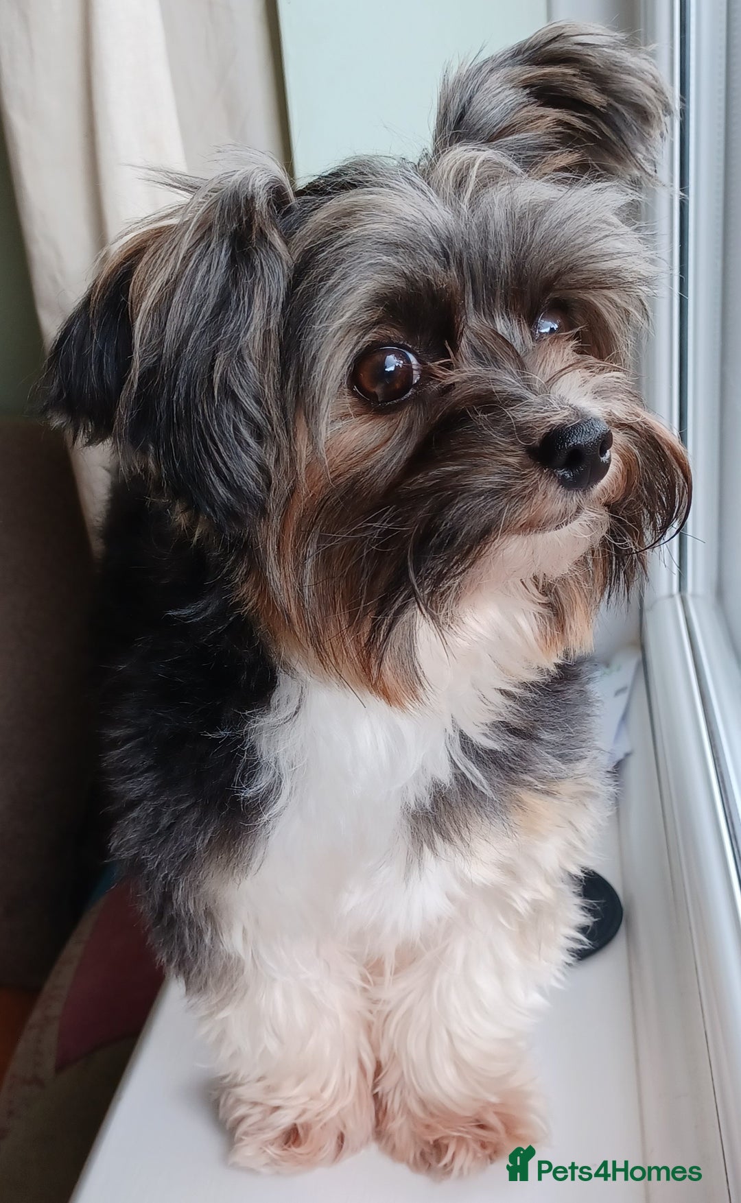 Yorkshire Terrier dogs for stud: Purebred BiewerTerrier/ColourfulYorkie Proven Stud in Merthyr Tydfil - Advert 17