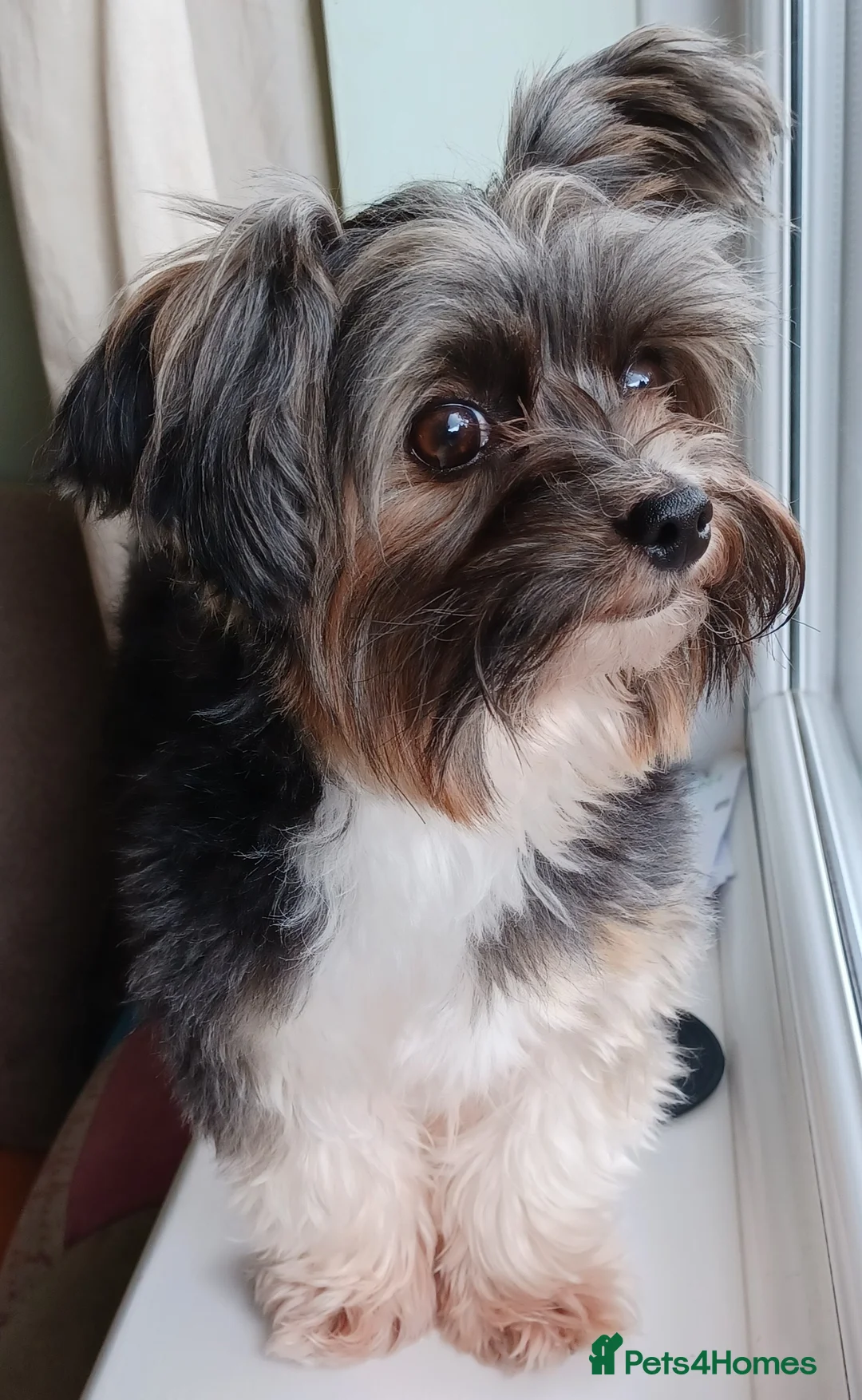 Yorkshire Terrier dogs for stud: Purebred BiewerTerrier/ColourfulYorkie Proven Stud in Merthyr Tydfil - Advert 17