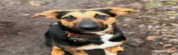 Mixed Breed dogs for adoption: 💙🐶 BRUNO – THIS BEAUTIFUL BOY IS FINALLY READY in Burntwood - Advert 6