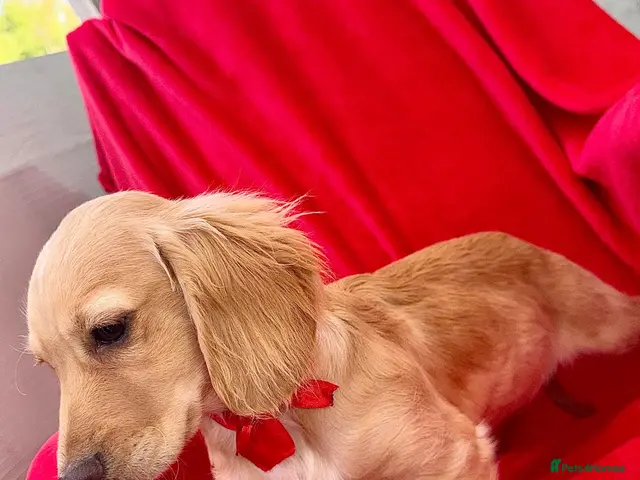 Cocker Spaniel dogs for sale: Cocker spanials - Advert 2