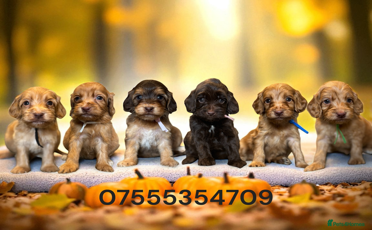 Cockapoo dogs - Advert 6