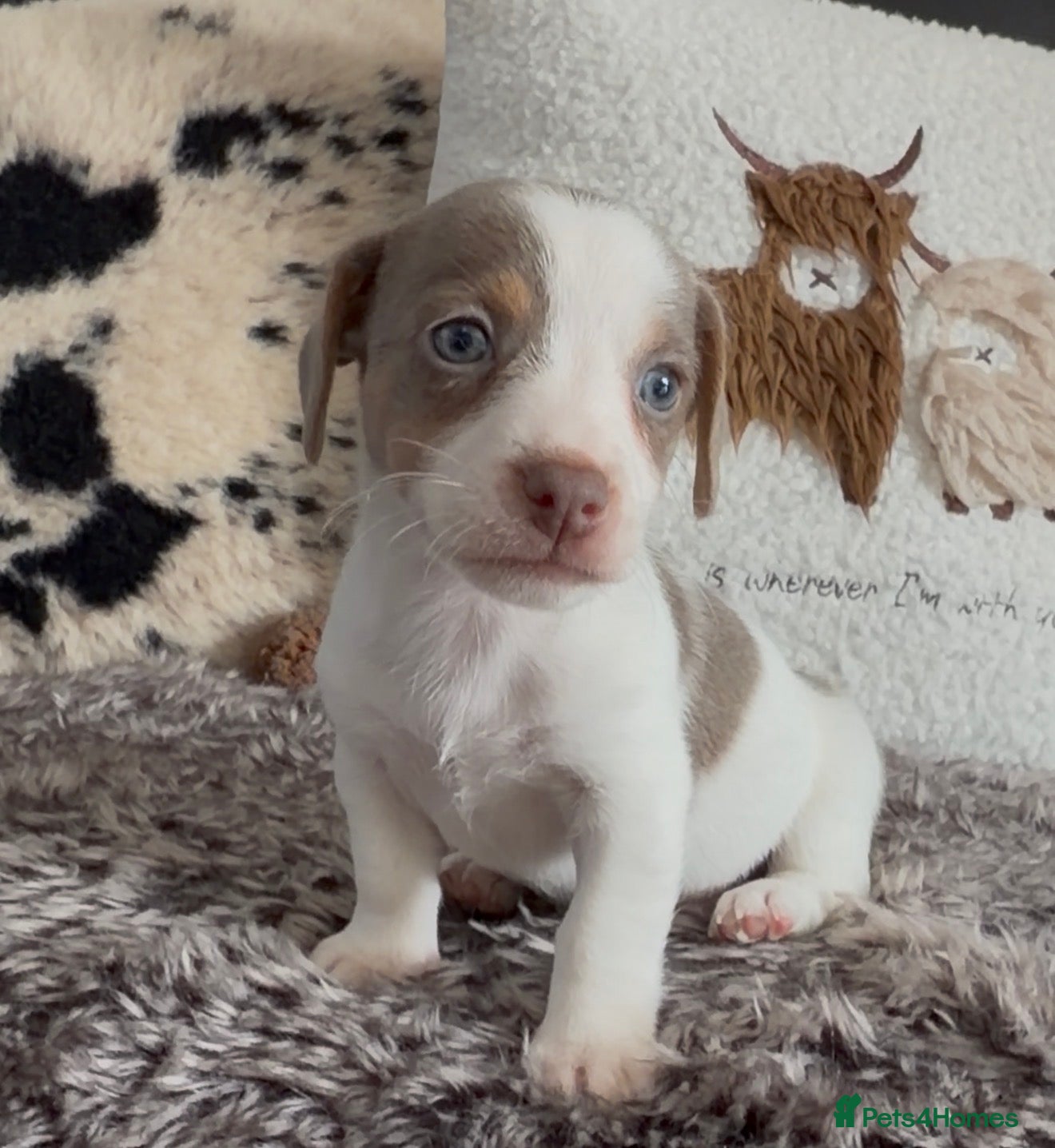 Jack Russell dogs DONJACKS - fully health tested miniature puppies  - Advert 3