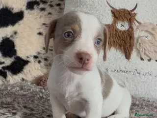 Jack Russell dogs DONJACKS - fully health tested miniature puppies - Advert 3