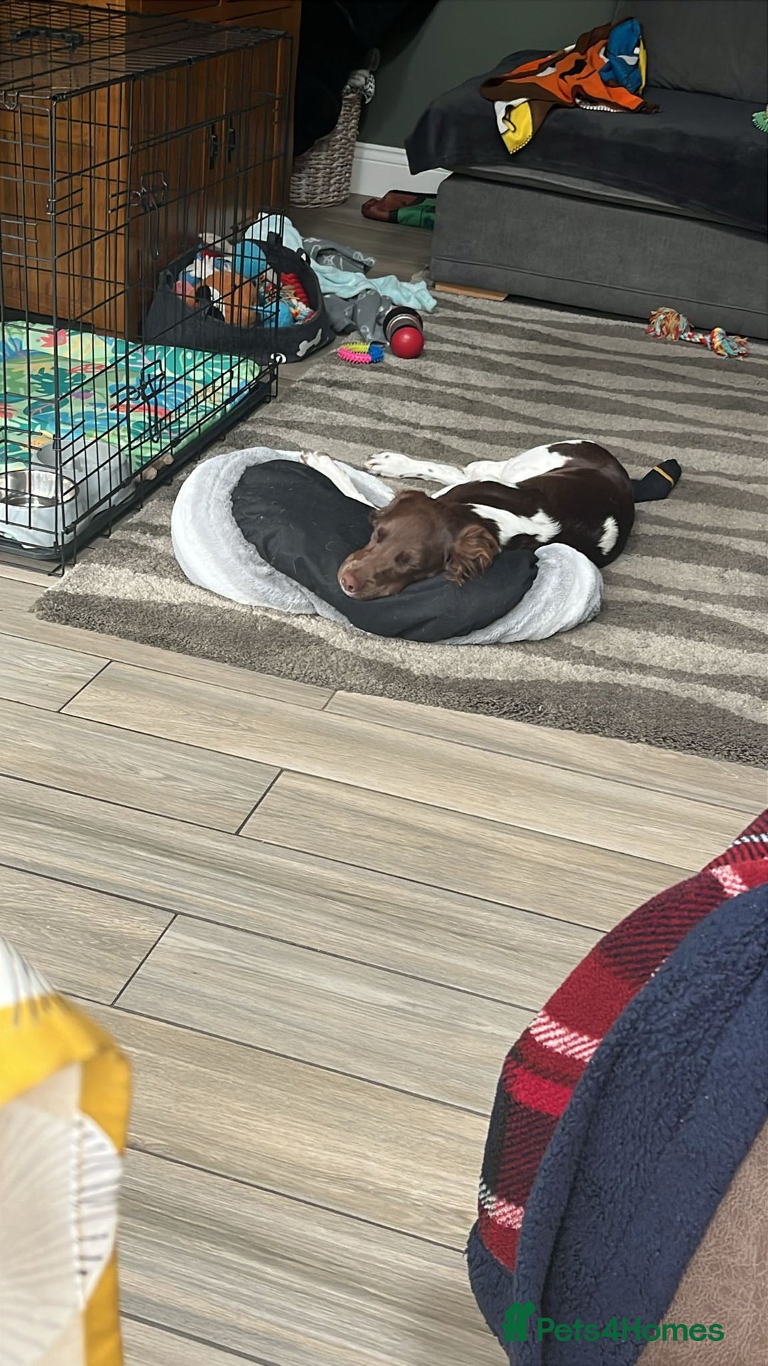 English Springer Spaniel dogs for sale: Reggie the 6 month springer spaniel  - Image 6