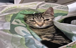 Domestic Shorthair cats for sale: Kitkat  - Image 2