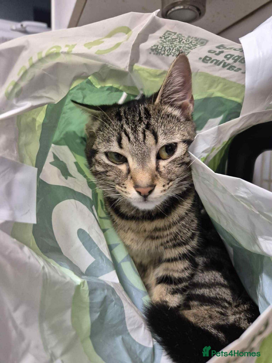 Domestic Shorthair cats for sale: Kitkat  - Image 2