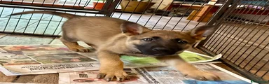 German Shepherd Puppy  