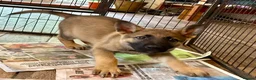German Shepherd dogs for sale: 4* Licensed Breeder, KC Reg, Health Tested Parents - Advert 1