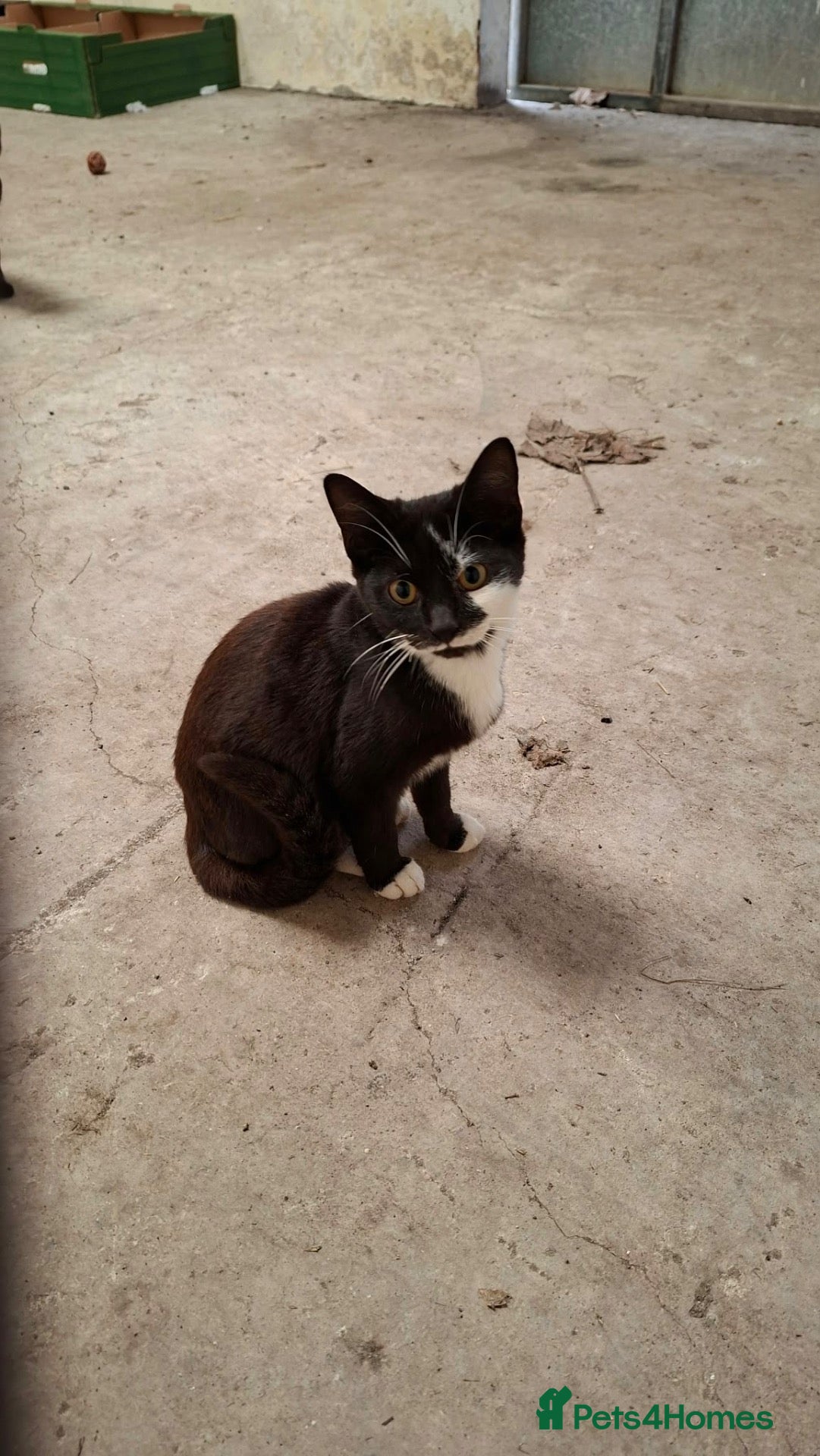 Mixed Breed cats Loving kittens looking for a family - Advert 1