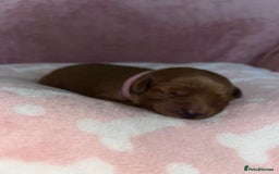 Cockapoo dogs for sale: 🌸3 gorgeous Chunky Cockapoos 🌸 - Image 33