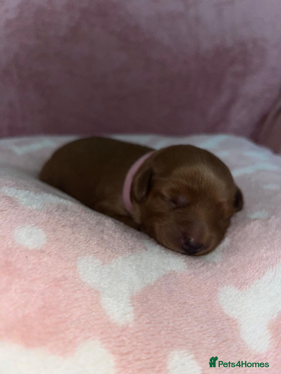 Cockapoo dogs for sale: 🌸3 gorgeous Chunky Cockapoos 🌸 - Image 33