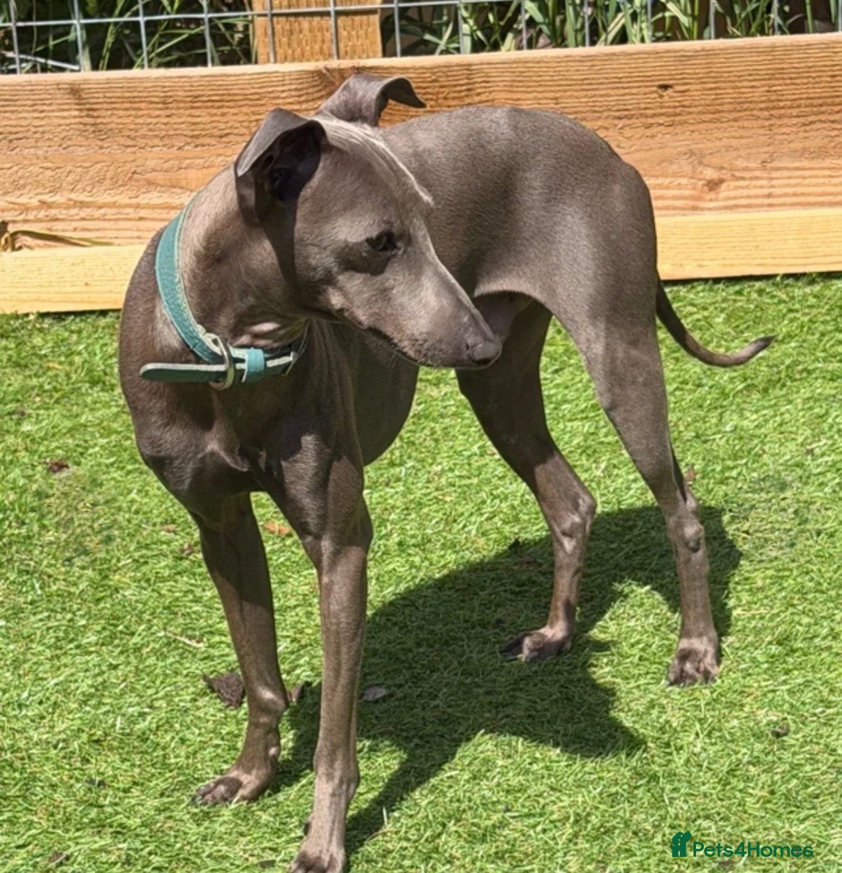 Italian Greyhound dogs Italian Greyhound Puppies - Advert 2