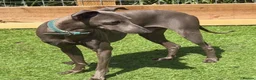 Italian Greyhound dogs for sale: Italian Greyhound Puppies in Gloucester - Advert 2
